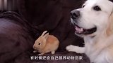 男子带回一只小考拉，不料它将狗狗当成了妈妈，抱着就不撒手