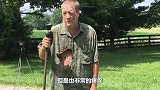 男子将蚂蚁引到马蜂窝，马蜂瞬间沦陷，网友：好一招借刀杀人