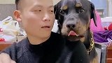 有人撑腰就是豪橫！男主人怂恿狗子怒吼女主人，不怕大铁锅吗？