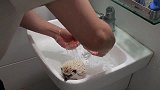 主人帮刺猬洗澡剪脚趾甲，刺猬乖乖的配合，真可爱