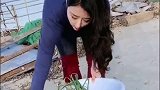 自己拔点葱 做美味