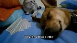 猫咪霸占狗窝，下一秒狗狗拖着猫咪找主人评理，镜头拍下全过程
