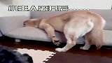 小主人上幼儿园了，金毛假装没事，小主人一走金毛躲在沙发后面哭