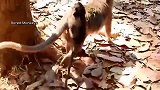 猴子宝宝千方百计地与猴妈妈亲近，猴妈妈却不停地咬它