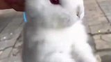 男子买了只兔子，提着耳朵，兔子自己转了起来