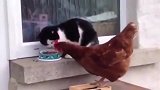 这个场面也太搞笑了吧，猫咪和母鸡抢食，真是太逗了！