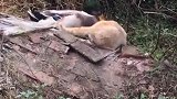 鸭子：猫哥带我玩会儿吧！