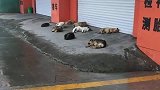 大早上的出门吓我一跳，这群狗子昨天是集体蹦迪了吗？