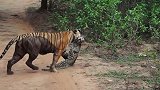 孟加拉虎杀死豹子
