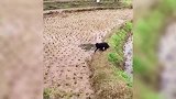 原来女生都是这样放鞭炮的，果然是又菜又爱玩，画面真是太逗了！