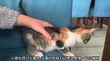 猫咪逗起来还挺好玩的，它还想要抓住我的逗猫棒