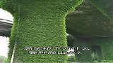 高架桥种爬山虎，这是为什么