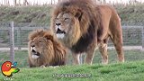 雄狮刚战胜了前任狮王，不料下一秒凄惨的事发生，镜头拍下全程
