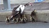 鸭妈妈带着小鸭子过马路，最后一只小鸭子，太搞笑了！