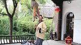 猴子走钢丝