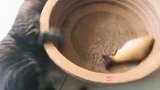 猫：把你转晕了，省的活蹦乱跳！