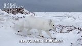 为了吃到食物，北极狐以头撞地，一招“倒插葱”钻入雪地，太拼了