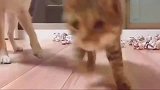 发现狸花猫暗中接近，柴犬汪内心慌的一批