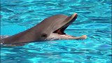 海豚不仅很可爱，你知道人家有多聪明吗