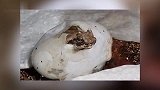 男子农村野外捡回一颗蛋竟孵出奇异带角生物