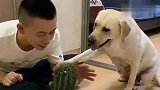 主人假装摸仙人掌测试赛文,看赛文什么反应,结果太暖心了