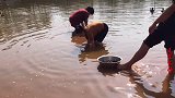 农村姑娘一点不娇气，摸起田螺来还真厉害，半小时1大盆装不下