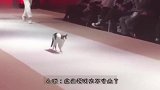 小猫认为模特不够专业，亲自示范正宗猫步，成为全场焦点
