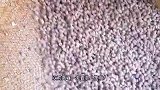 福建泉州“雪花”生仁豆，师傅做40几年，手工翻滚1筐10斤要半小时