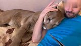 撒娇要抱抱的大猫，一脸呆萌：看书哪有撸大猫开心