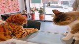 大姐的猫咪也太怂了，看见另一只猫咪的毛色就不敢靠近，真可爱!