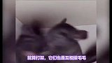 长得像鼠却被叫做猫？