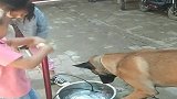 狗狗喝水，结果却被小主人恶搞，狗子我太难了！