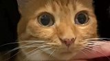 女生被半夜睡觉被猫咪吵醒，她尝试让猫明白人类不睡觉会挂掉