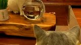 嫉妒让一只猫丧失了对水的欲望，一不小心就失宠，惊讶，不可置信