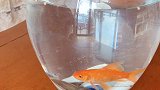 测试一下，猫咪们看到小鱼儿是怎样的反应，居然有一只还怕鱼