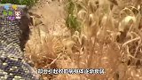 巨蜥摆动尾巴回家，路上被鳄鱼盯上！