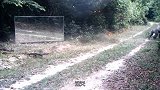 大猩猩第一次照镜子，被自己盛世美颜吸引