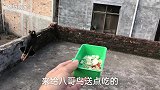 两只八哥在野外过了一夜，主人给八哥送来早餐