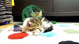 卧在毛毯上的猫咪，看这快睡着的样子，也是很萌了！