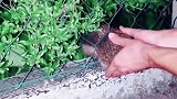 小刺猬卡住了，大哥徒手解救小刺猬！看着都痛