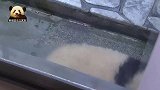熊猫宝宝从窗台下探出可爱的小脑袋，怎么可以这么萌？！