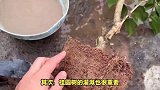 桂圆树的养殖方法和注意事项