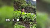 贵州大哥记录菜地打卡100天，一条视频感受时间变迁，网友：农场悟道一夜入圣