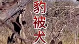 花豹怎么总受野狗欺负呢，现在又被野狗堵在树上了！