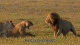 刚出生小狮子被鬣狗叼走，母狮求救竟被雄狮直接活撕！残忍！
