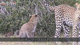狗狗作死把雪豹当大猫，上去就是一个锁喉，下秒肠子都悔青