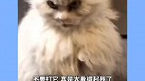 这是什么品种猫，这长相一看就惹不起啊