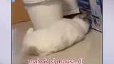 猫：伤害性和侮辱性极强，你这下手也忒狠了！