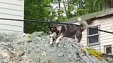 猫：护驾快护驾，还看什么快救朕