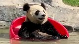 大熊猫原来这么喜欢泡澡，笑话了来观看的游客，很有趣！